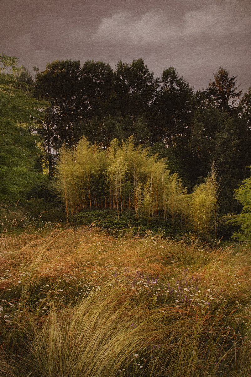 Garden and Trees, Trees, Eiche, Quercus